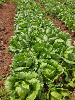 Iceberg lettuce