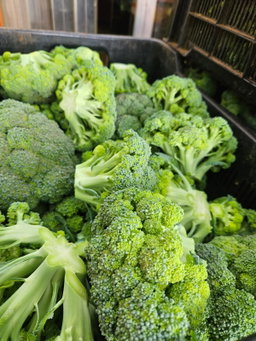  BROCCOLI HEAD