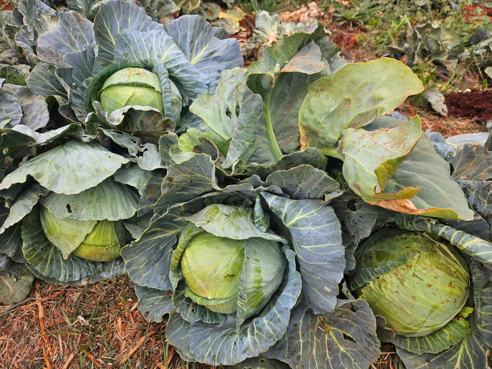 medium green cabbage_0