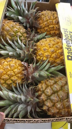 PINEAPPLE