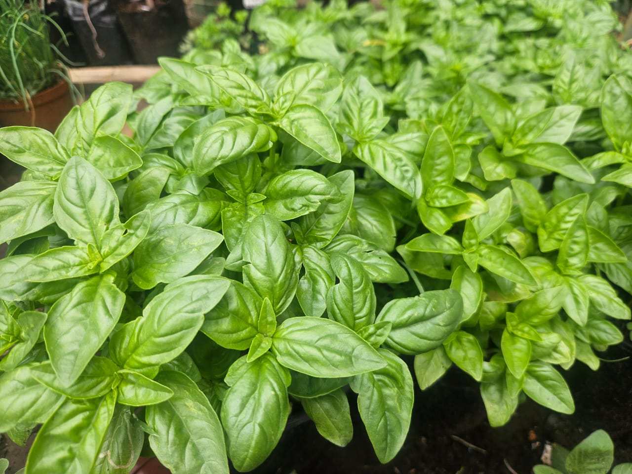 30g Basil _0