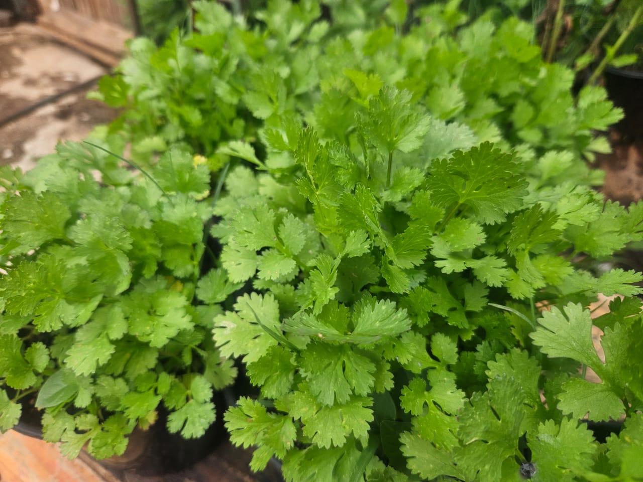CORIANDER HERB POT_0
