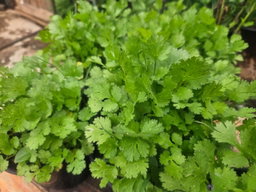 CORIANDER HERB POT