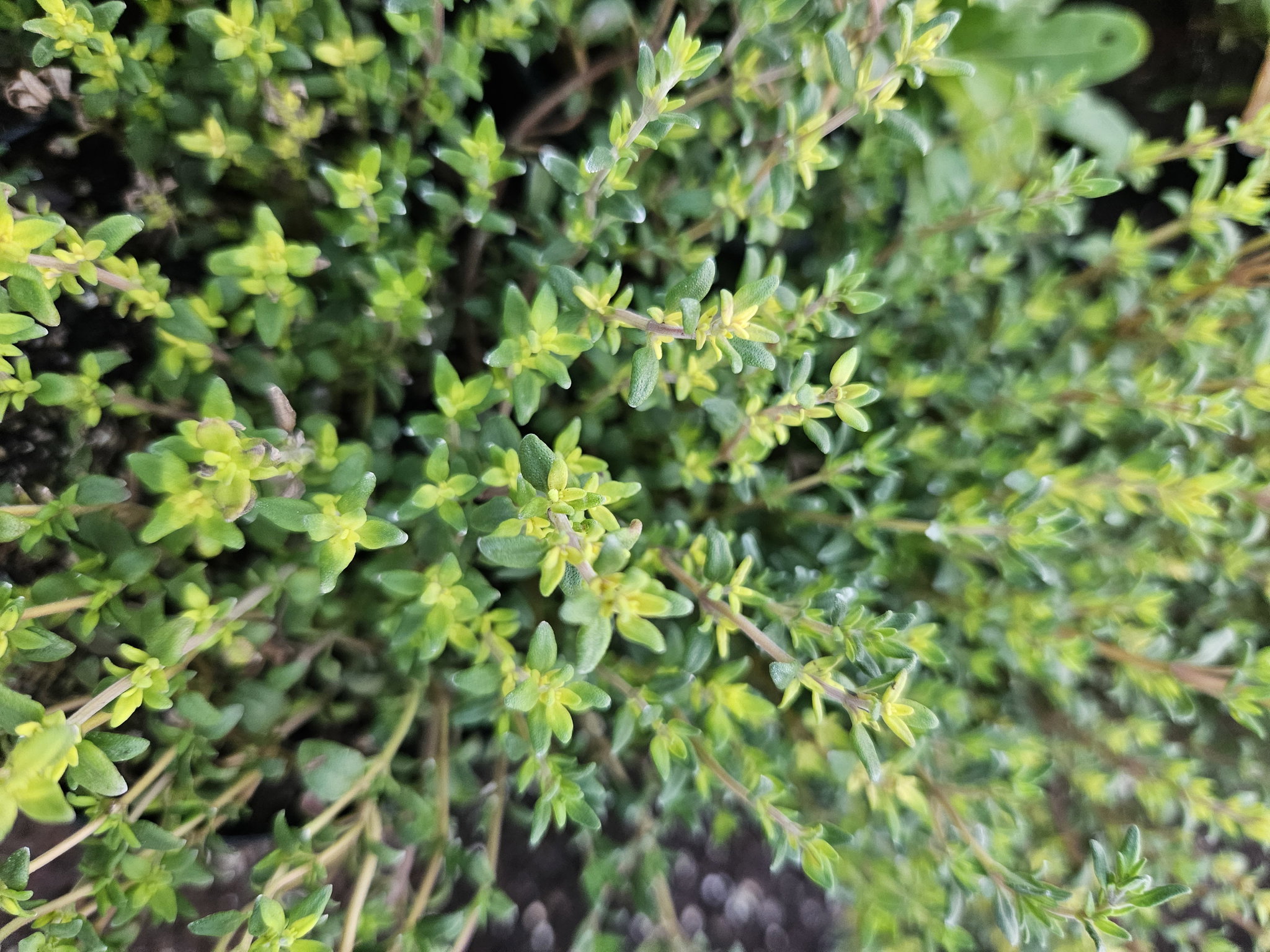 Thyme Herb pot_0