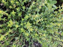 Thyme Herb pot