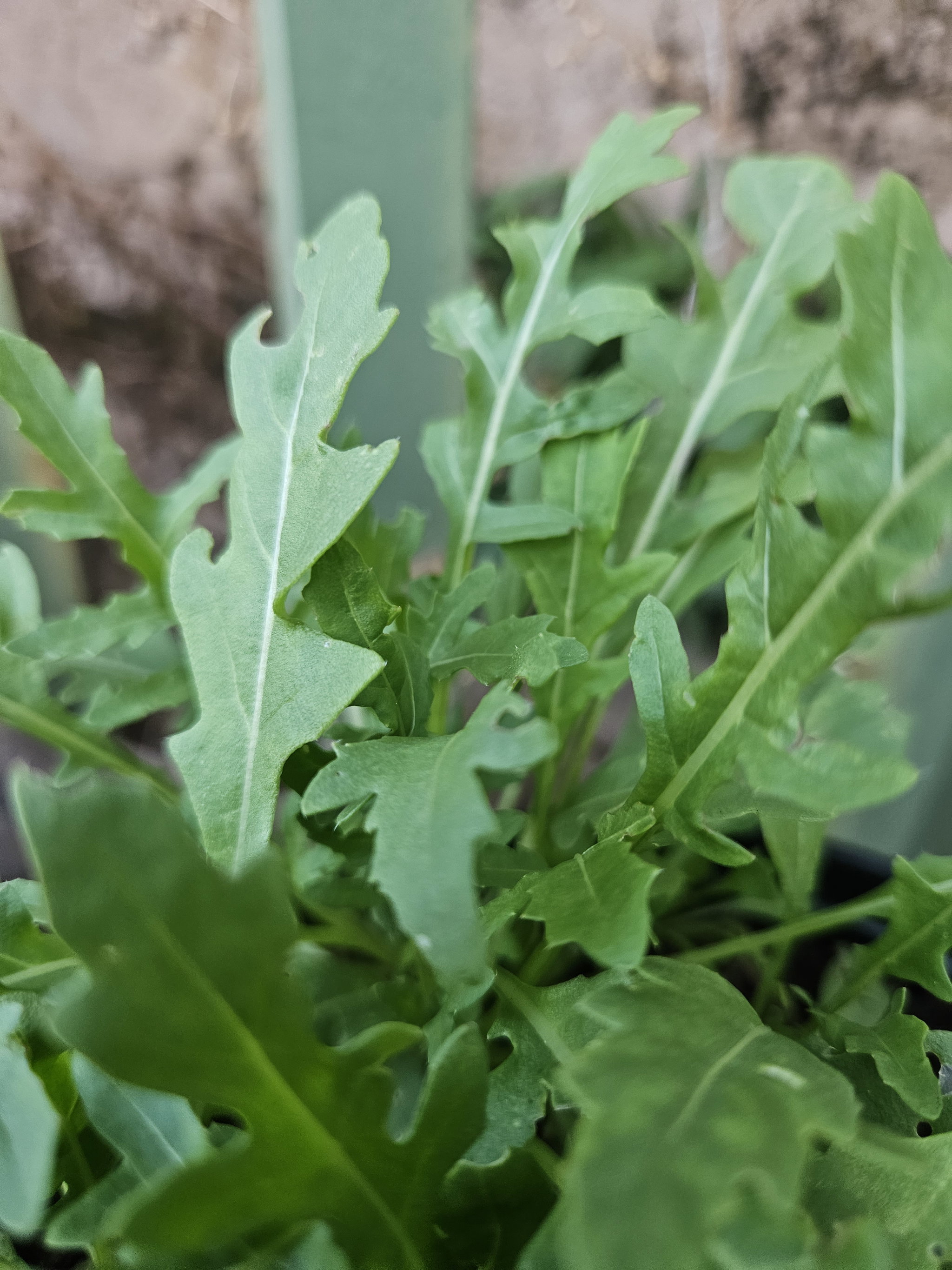 30g Wild rocket - organic_0