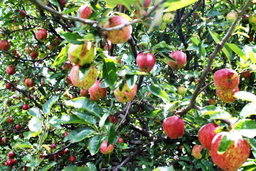 Apples From Mustang, 1kg