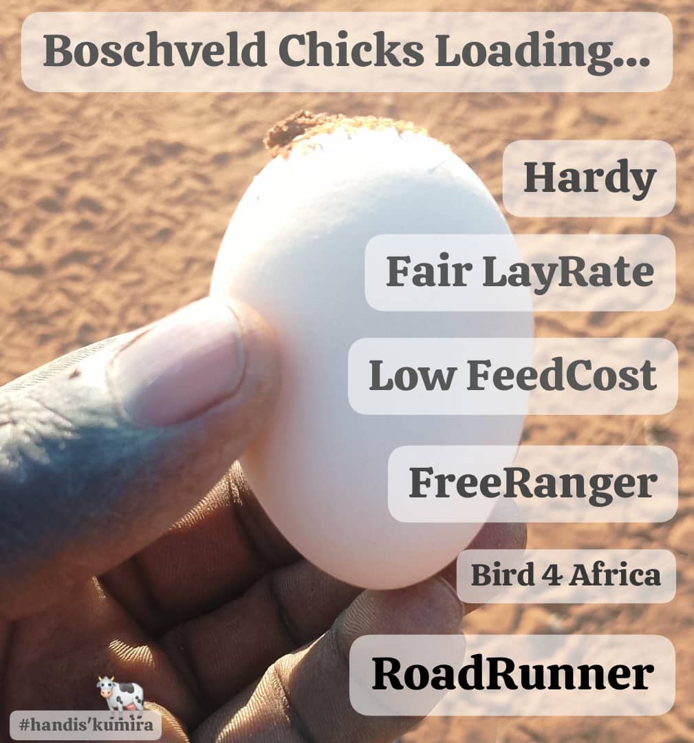 Road Runner Fertile Eggs_0