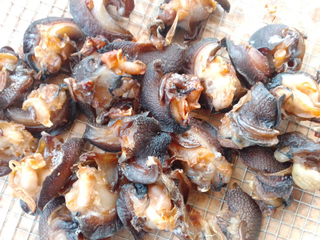 Escargot séché_0