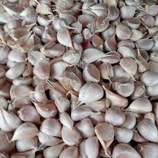 Bawang Putih Kating