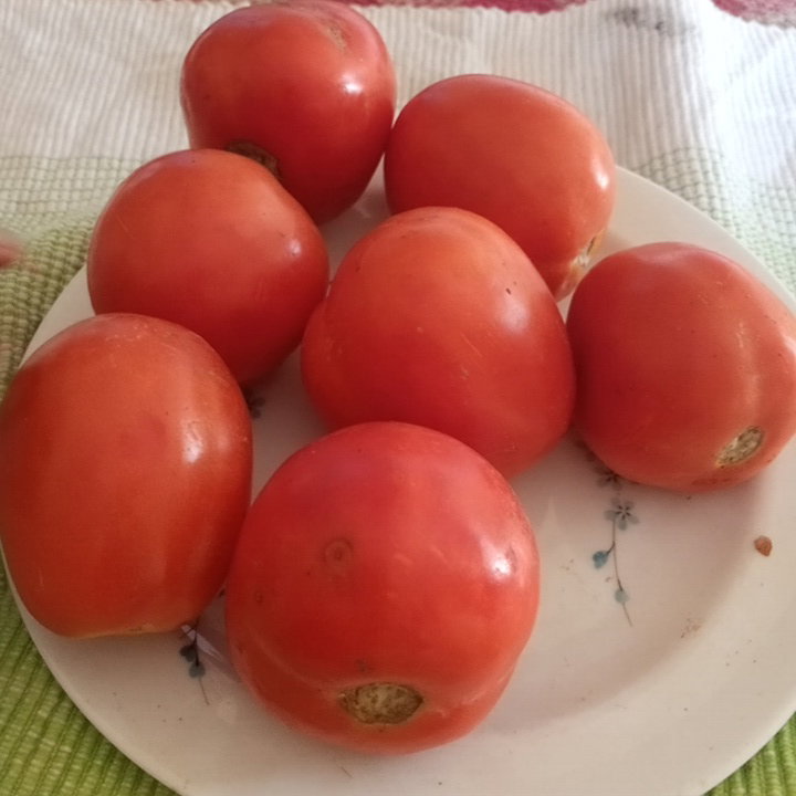 Tomate_0