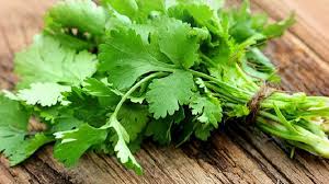 Daun Ketumbar