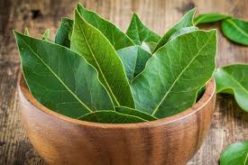 Daun Salam