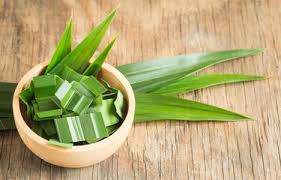 Daun Pandan_0