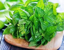 Daun Kemangi_0