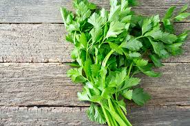 Daun Seledri