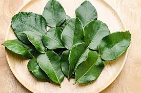 Daun Jeruk_0
