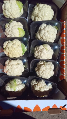 Cauliflower head
