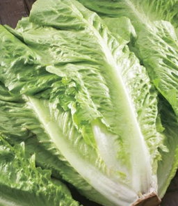 Cos lettuce