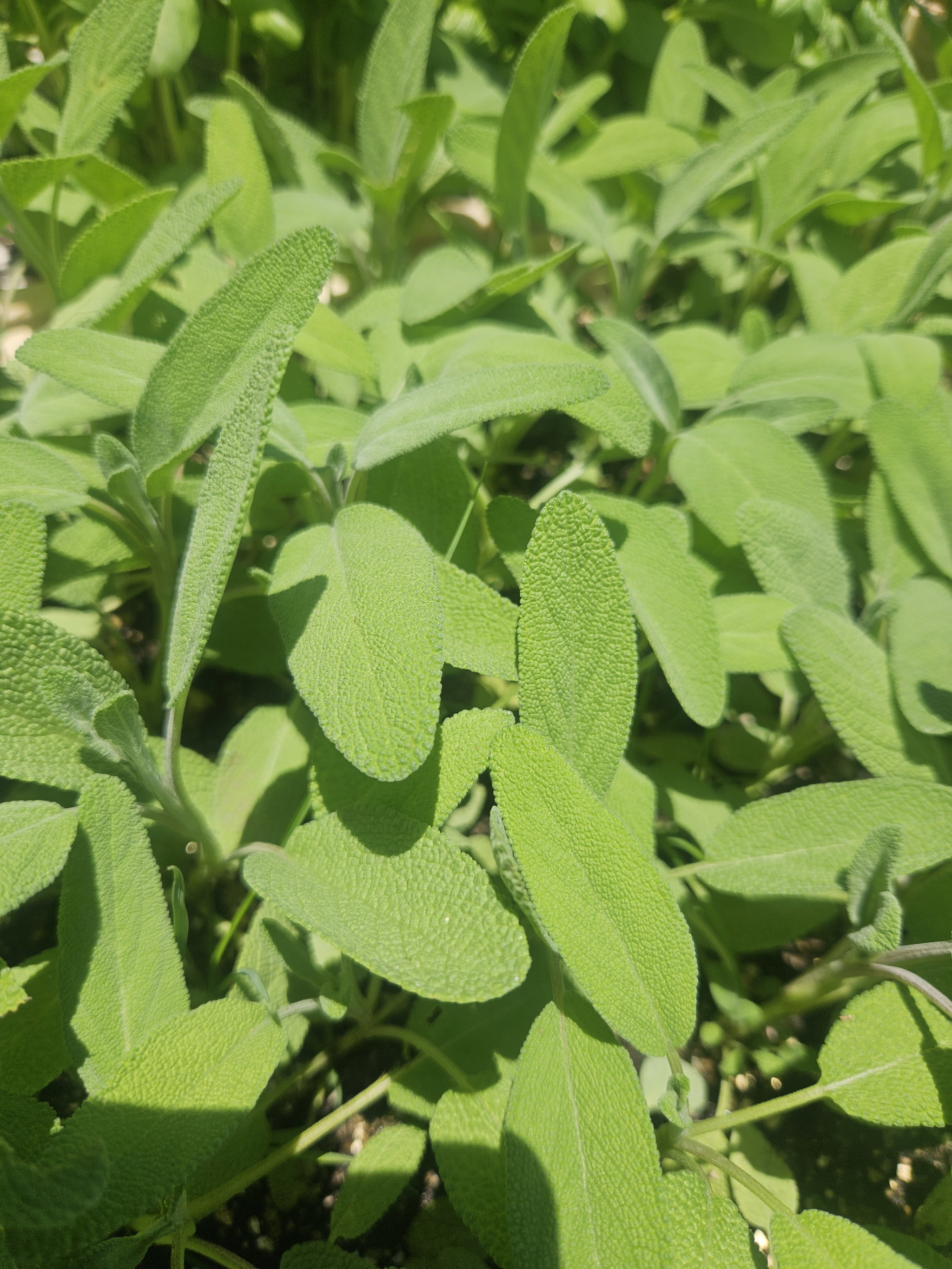 Sage Herb pot_0