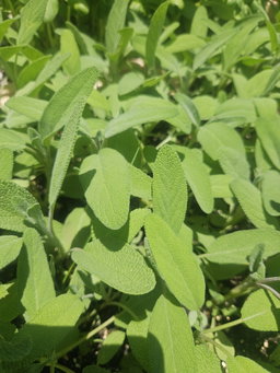 Sage Herb pot