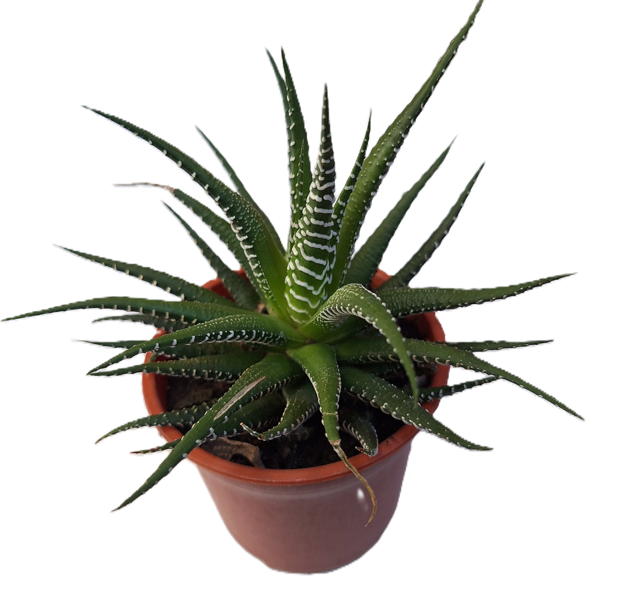 Planta Cebra/Haworthia Mediana_0