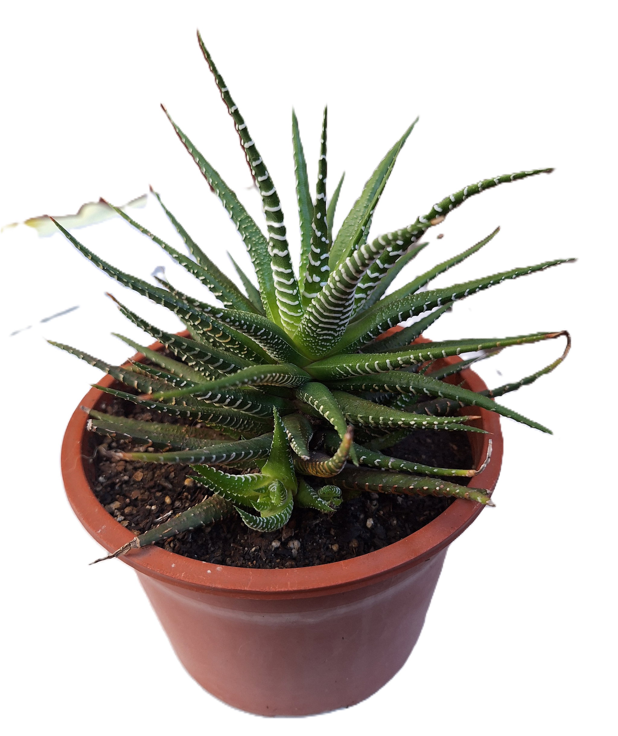 Planta Cebra/Haworthia Extra Grande_0