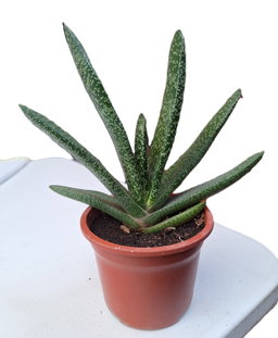 Lenguas de buey/Gasteria obliqua Grande