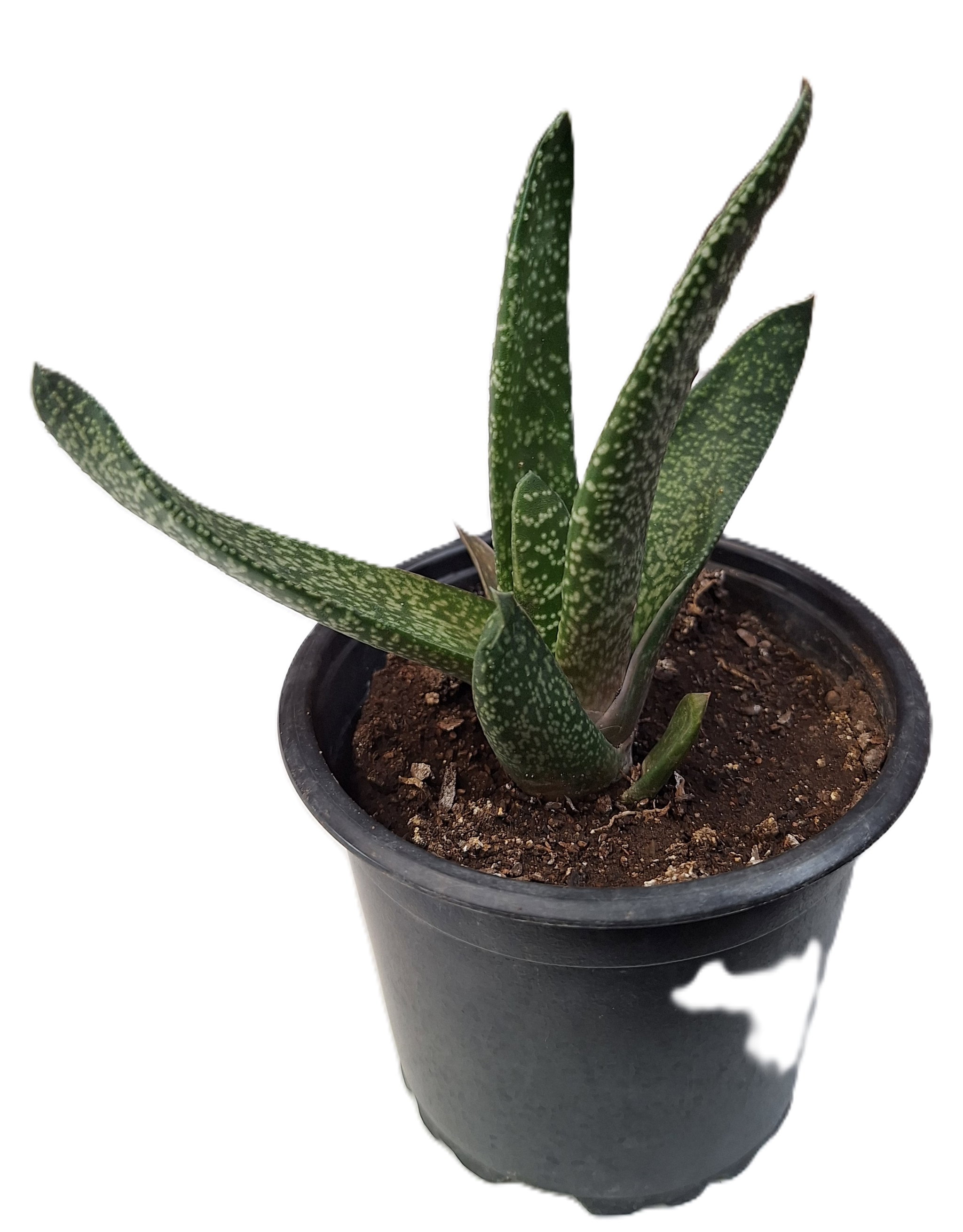 Lengua de buey/Gasteria obliqua Mediana_0
