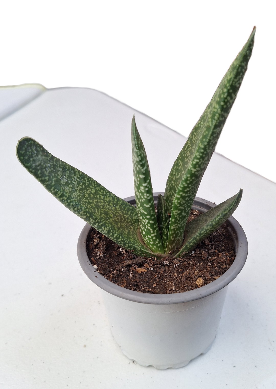 Lenguas de buey/Gasteria obliqua pequeña