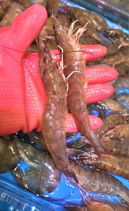 游水基圍蝦🦐（半斤)（約10-14隻）