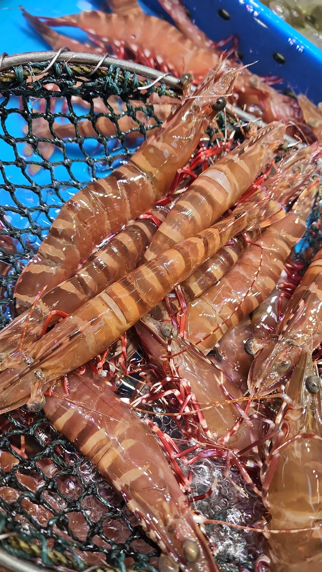 本地野生紅虎蝦🦐（4隻❗️）（約8-10兩）