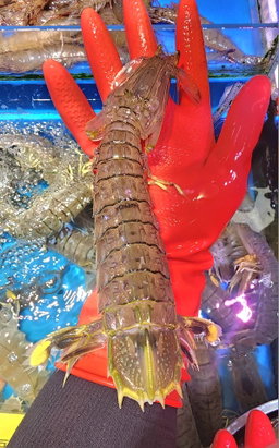Jumbo Size‼️泰國長頸尿蝦🦐（2隻❗️）（約7~8兩）