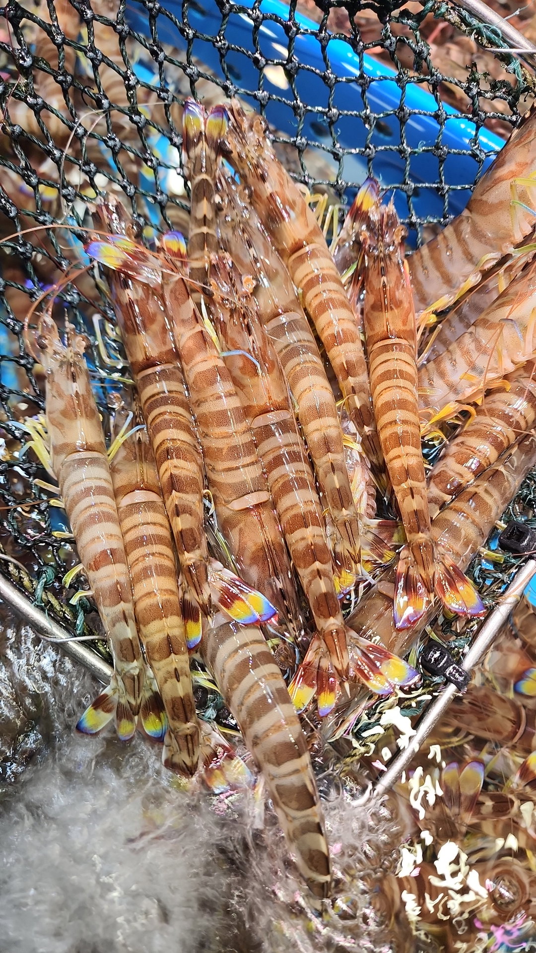 游水花蝦仔🦐（半斤）（約24 - 28隻）