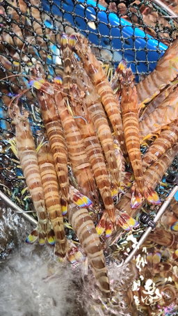 游水花蝦仔🦐（半斤）（約24 - 28隻）