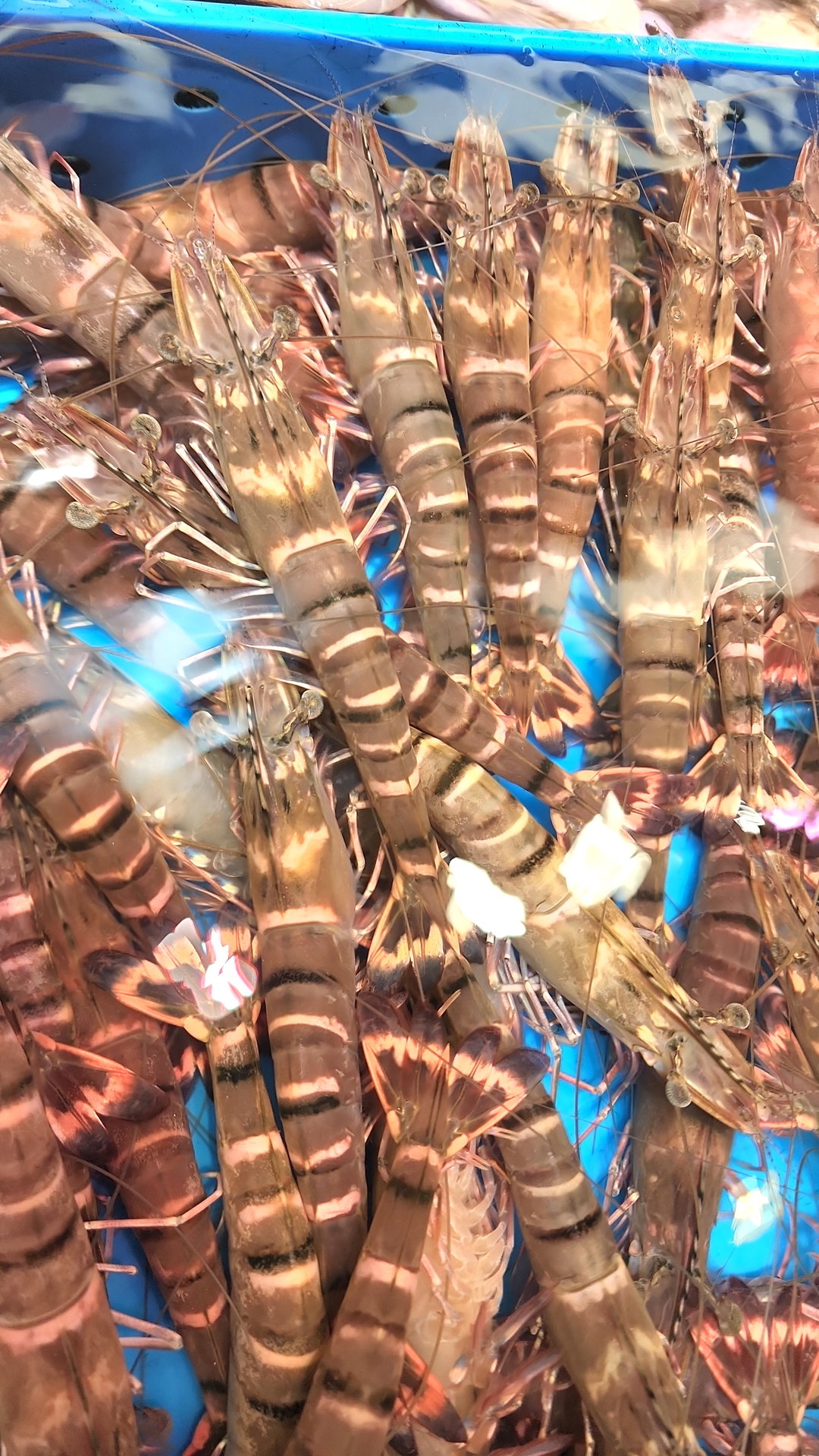 游水九節蝦🦐(半斤)（約7-10隻）