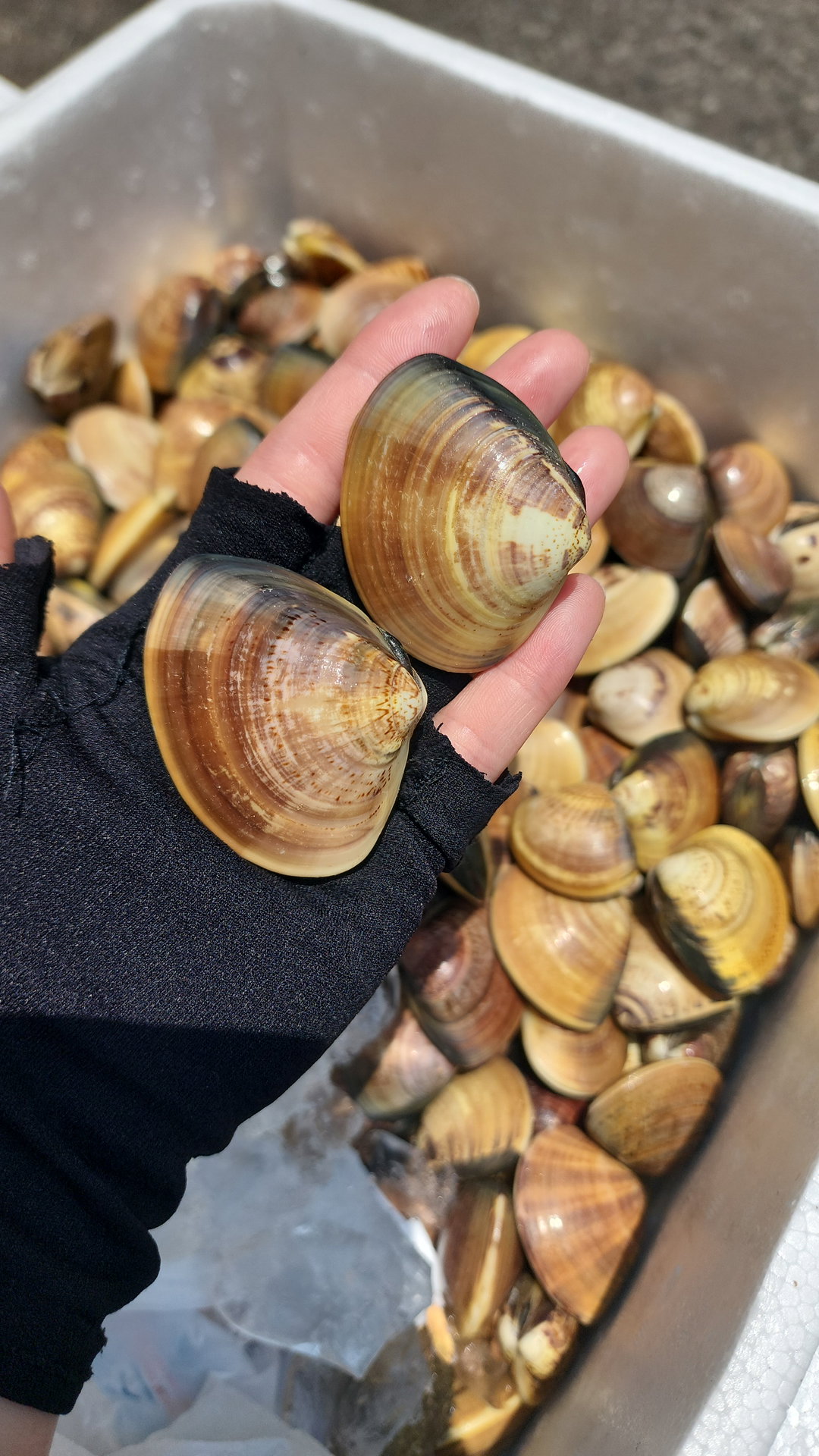 沙白🐚（1斤）（約22-25粒）