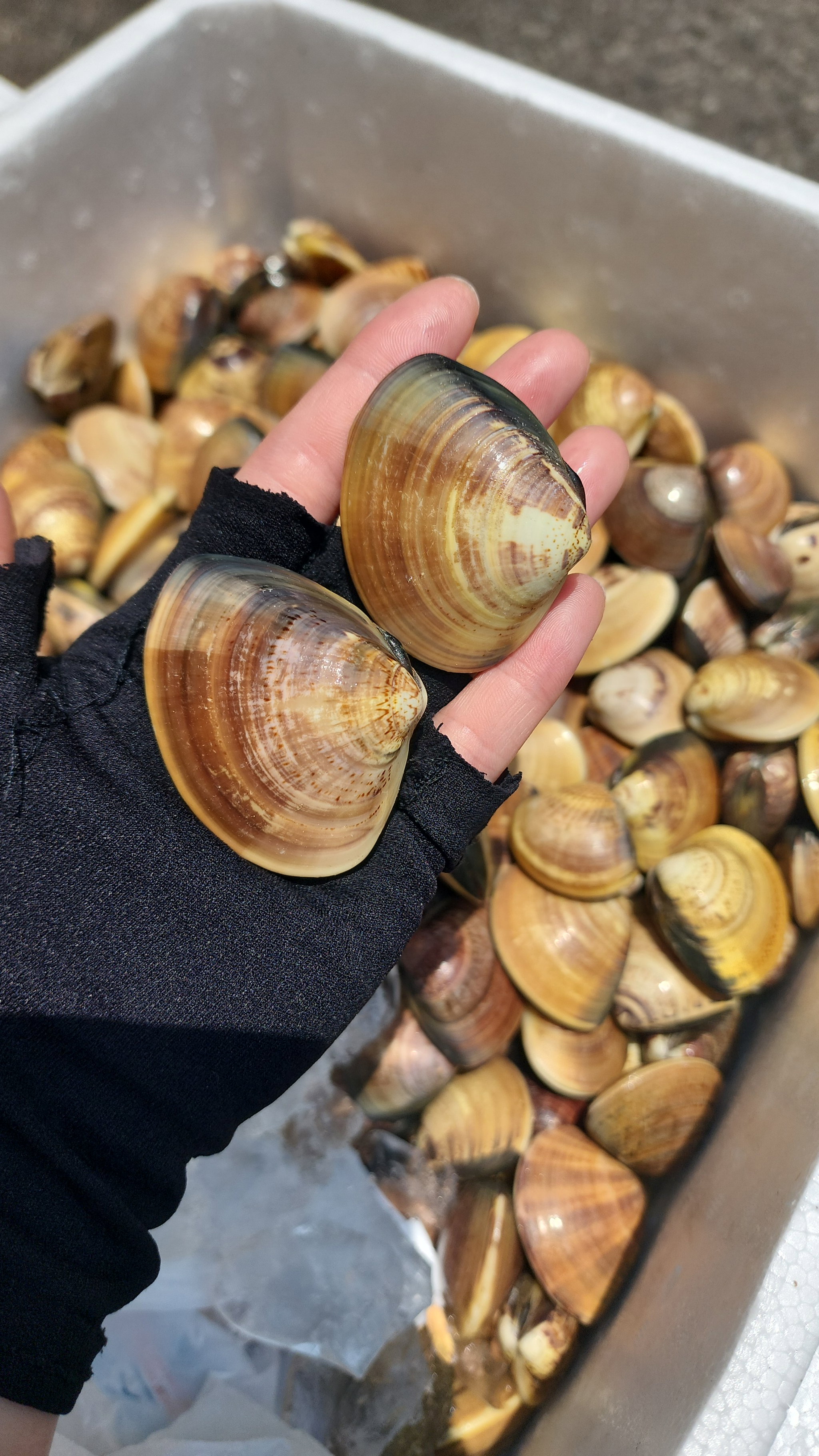 沙白🐚（1斤）（約22-25粒）_0