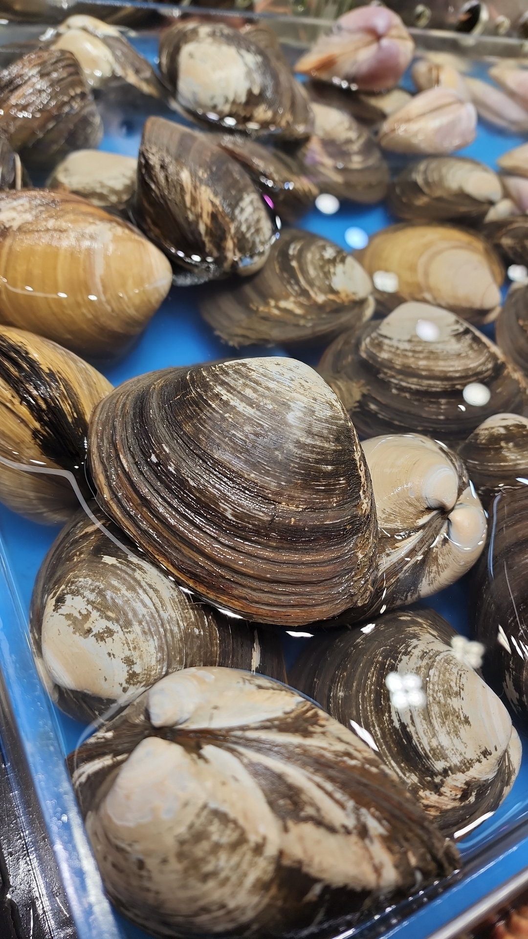 日本北寄貝🐚（隻）（約5-6兩)
