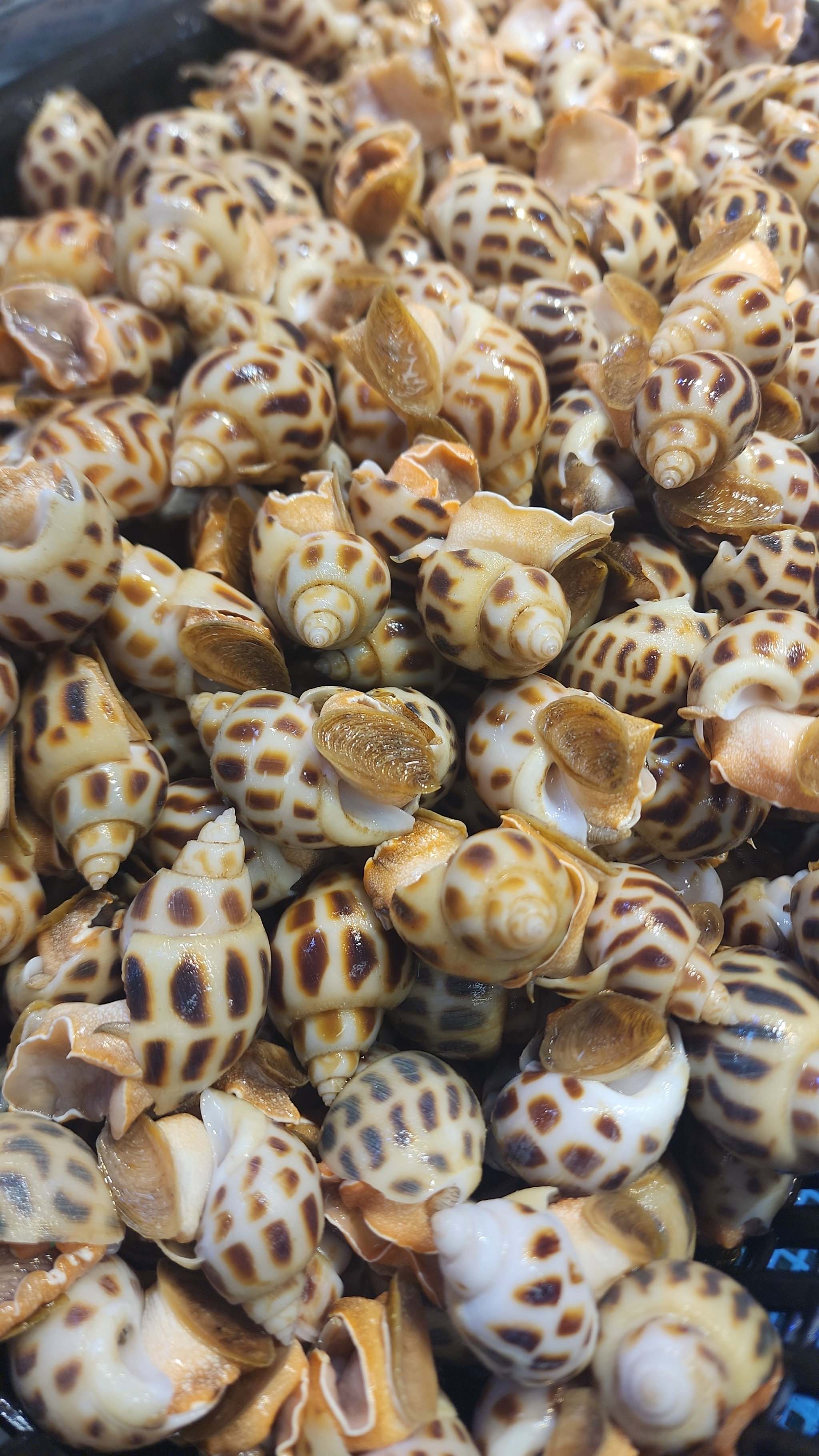 花螺🐚（細 Size）（半斤）（約24-26粒）_0