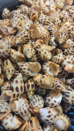 花螺🐚（細 Size）（半斤）（約24-26粒）