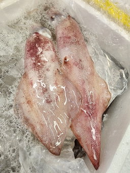 新鮮魷魚🦑（8~10兩）(隻)