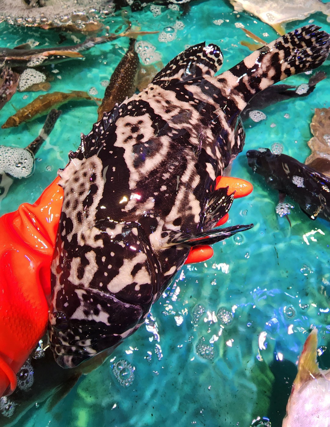 沙巴龍躉🐟（約14兩 - 1斤）（條）_0