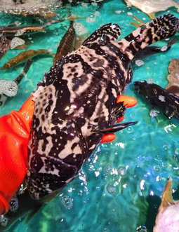 沙巴龍躉🐟（約14兩 - 1斤）（條）