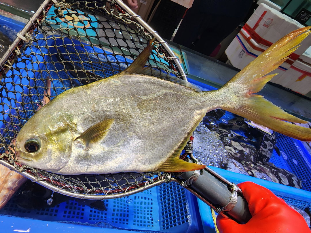 黃𩶘䱽🐟（條）（約13 - 約15兩 ）