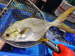 黃𩶘䱽🐟（條）（約13 - 約15兩 ）