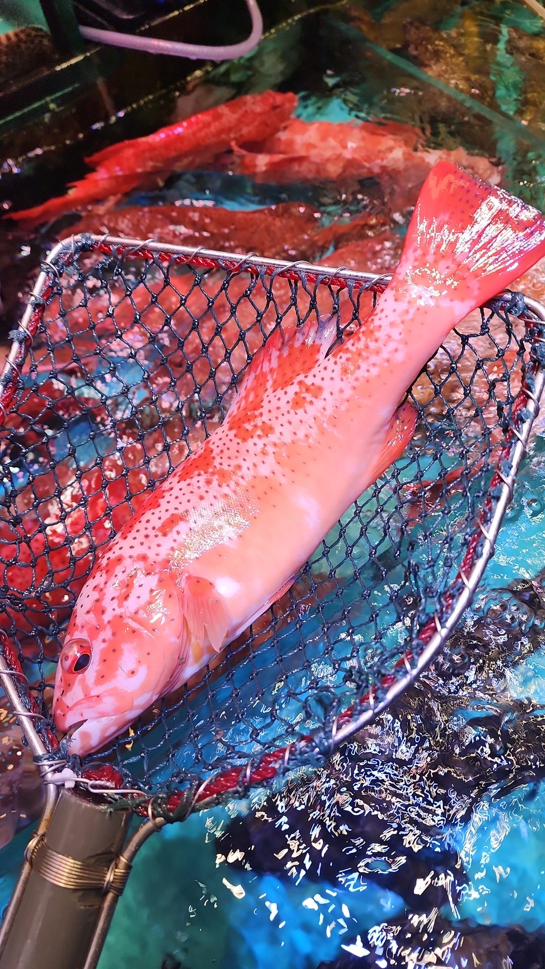 東星斑🐟(條)