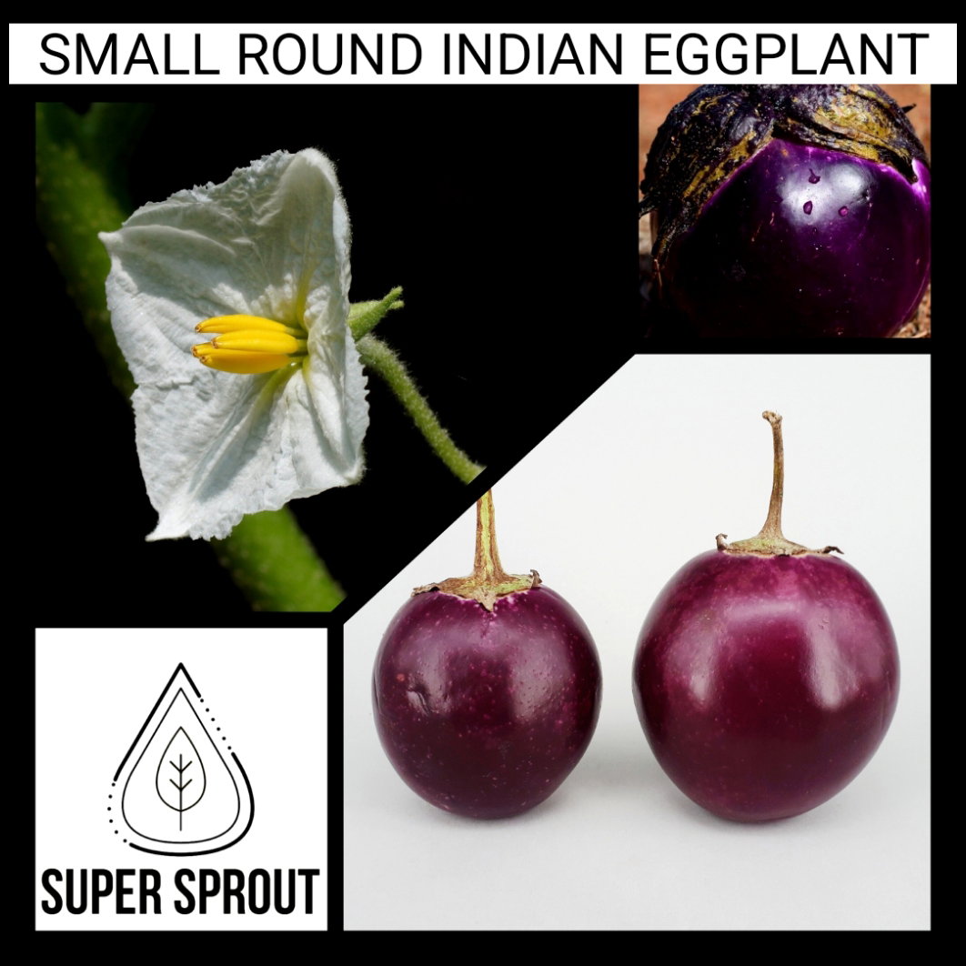 🍆INDIAN EGGPLANT🍆 x 15 organic seeds _1