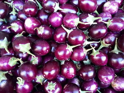 🍆INDIAN EGGPLANT🍆 x 15 organic seeds 