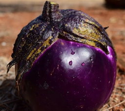 🍆INDIAN EGGPLANT🍆 x 15 organic seeds 
